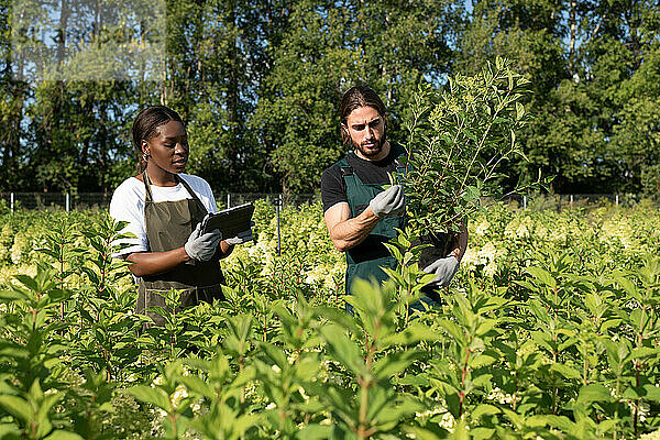Multiethnische Kollegen untersuchen Pflanzen im Feld