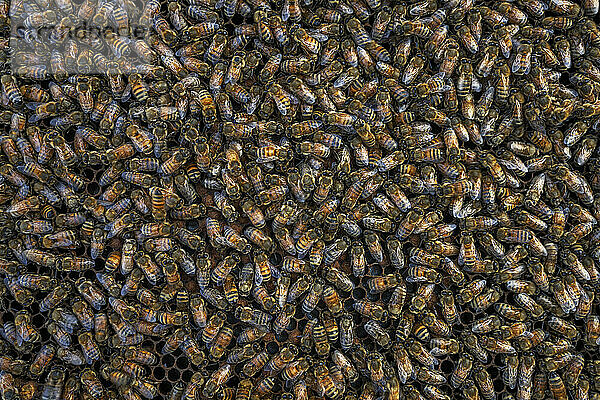 Honigbienen sitzen auf dem Bienenstock in Barwick  Georgia.