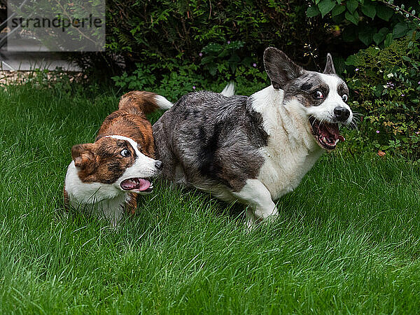 Junge und erwachsene Corgis spielen auf dem Rasen