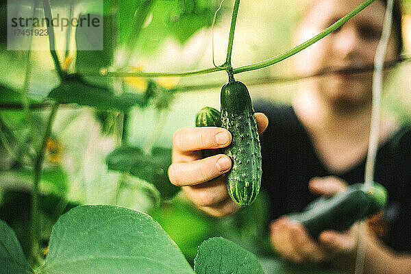 Eine Frau pflückt Gurken aus ihrem Garten