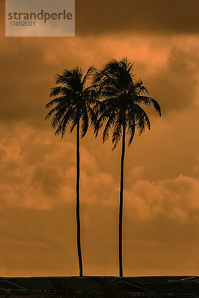 Silhouetten zweier Palmen bei Sonnenuntergang  Malediven