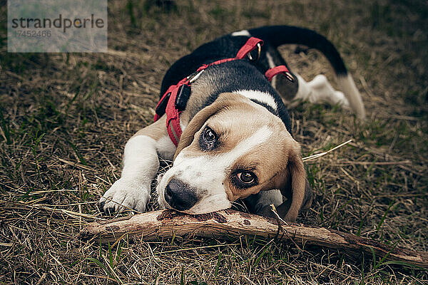 Schöner Hund der Rasse Beagle mit Stock