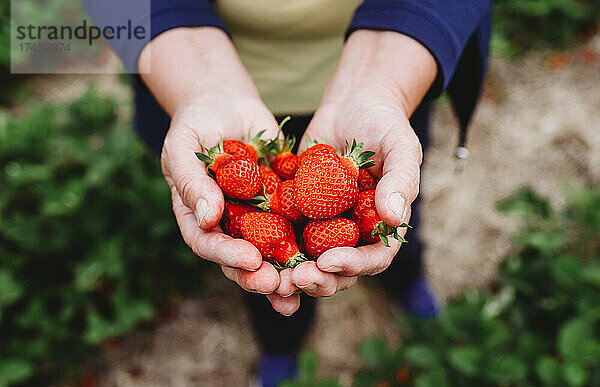 Nahaufnahme von hohlen Händen  die Erdbeeren in einem Erdbeerfeld halten.