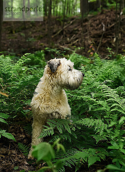 Wheaten Terrier Hund umgeben von grünen Farnblättern im Wald.