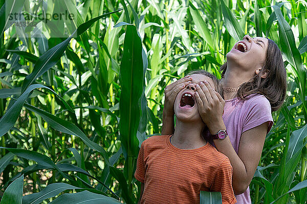 Lachende Jungen und Mädchen haben Spaß im grünen Maisfeld