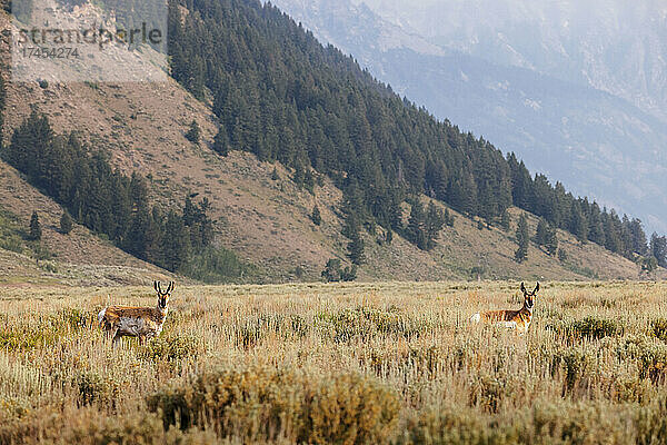 Zwei Gabelböcke grasen auf einer Wiese im Grand-Teton-Nationalpark.