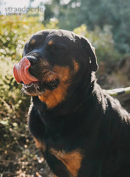 Großes Exemplar eines Rottweilers der amerikanischen Linie