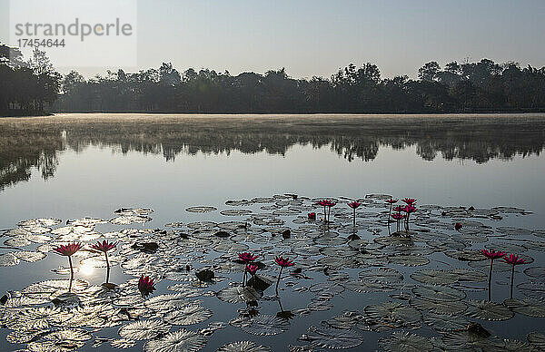Seerose auf stillem See im Norden Thailands