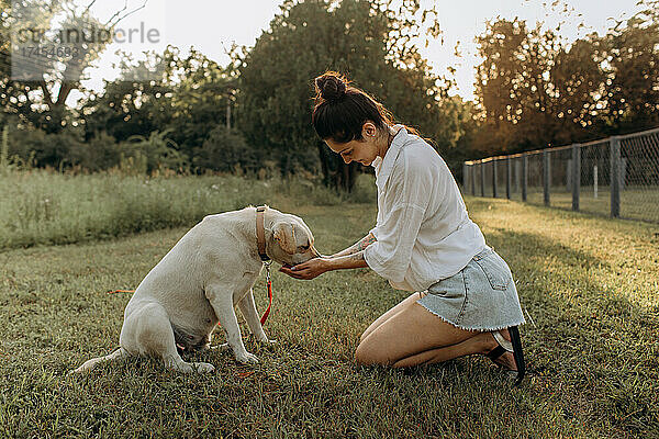 Eine glückliche Frau füttert ihren Labrador-Welpen im Freien mit der Hand.