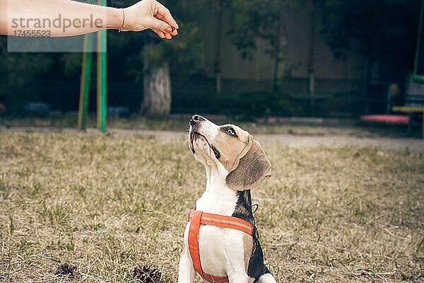 Hunde-Leckerli. Hunderasse Beagle