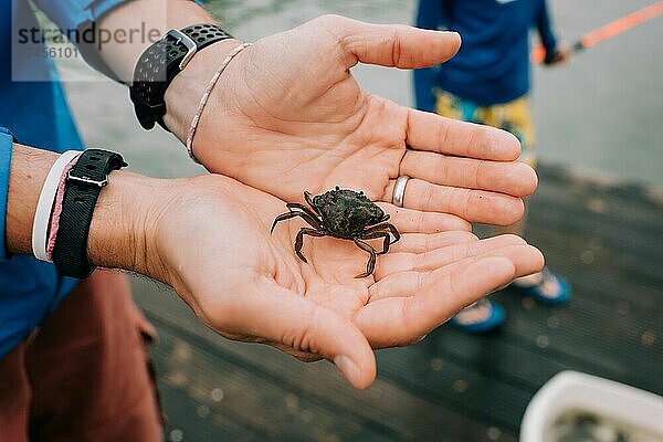 Person hält eine Krabbe am Strand