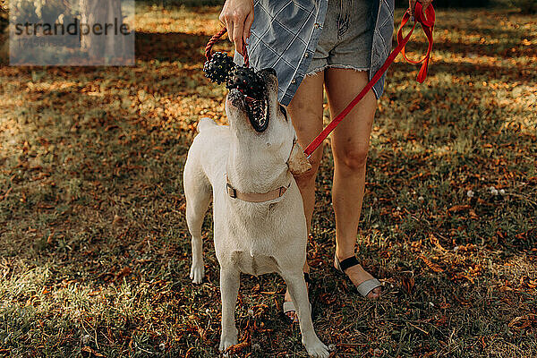Eine Frau spielt mit ihrem Labradorwelpen. Lebensstile und Haustierpflegekonzept