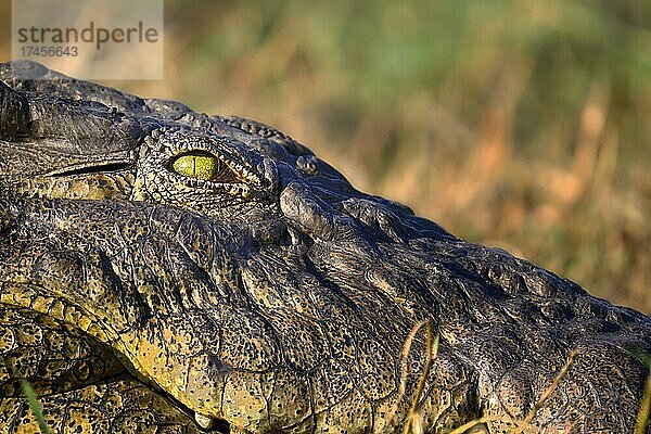 Nilkrokodil (Crocodylus niloticus)  Nahaufnahme des Auges. Chobe Fluss  Chobe National Park  Botswana  Afrika