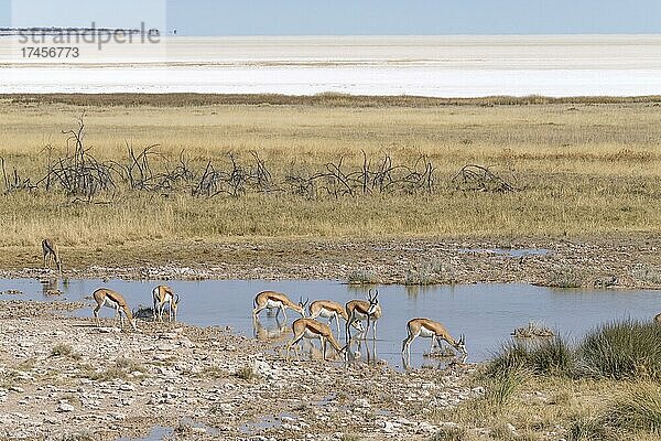 Springböcke (Antidorcas marsupialis) beim Trinken an einer Wasserstelle. Etosha-Nationalpark  Namibia  Afrika