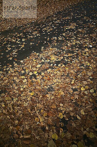 Rutschgefahr  Herbstlaub auf nasser Straße  Baden-Württemberg  Deutschland  Europa