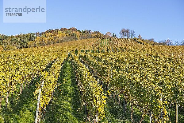 Weinberge im Herbst bei Korb im Remstal  Baden-Württemberg  Deutschland  Europa