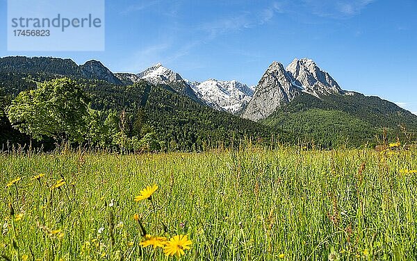 Wiesen mit Wiesenblumen im Frühling  Verschneite Gipfel des Wettersteingebirge  Waxenstein und Alpspitze mit Zugspitze  Grainau  Oberbayern  Bayern  Deutschland  Europa