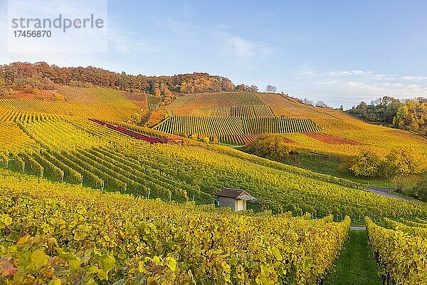 Weinberge im Herbst bei Korb im Remstal  Baden-Württemberg  Deutschland  Europa