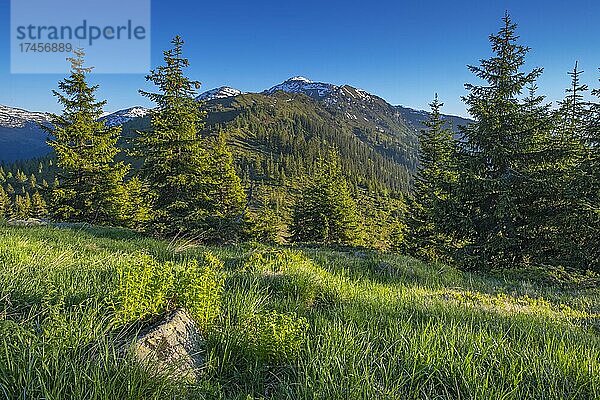 Naunz im Sommer  vorne Fichten  dahinter der Gilfert  Tuxer Voralpen  Tirol  Österreich  Europa