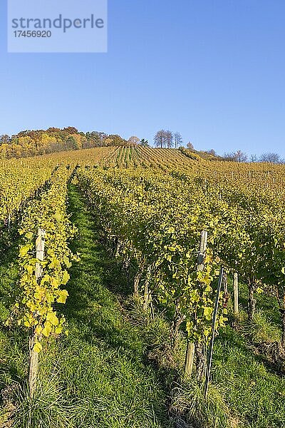 Weinberge im Herbst bei Korb im Remstal  Baden-Württemberg  Deutschland  Europa