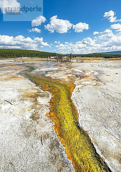 Gelbe Bakterien und Algen in einer heißen Quelle am Black Sand Basin und Biscuit Basin  Yellowstone Nationalpark  Wyoming  USA  Nordamerika