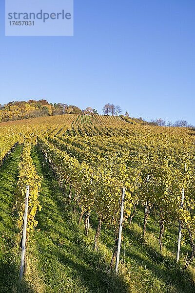 Weinberge im Herbst bei Korb im Remstal  Baden-Württemberg  Deutschland  Europa