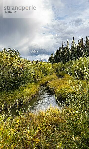 Bach fliest durch herbstliche Landschaft  gelb verfärbte Büsche  Wanderweg im Valley of the Five Lakes  Jasper National Park  hinten Berge  Alberta  Kanada  Nordamerika