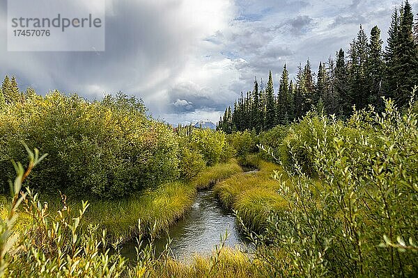Bach fliest durch herbstliche Landschaft  gelb verfärbte Büsche  Wanderweg im Valley of the Five Lakes  Jasper National Park  hinten Berge  Alberta  Kanada  Nordamerika
