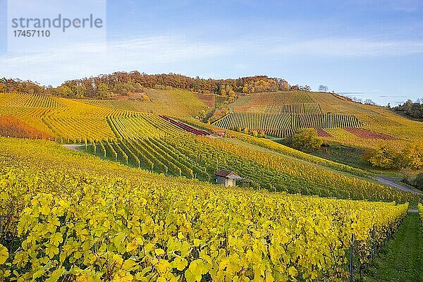 Weinberge im Herbst bei Korb im Remstal  Baden-Württemberg  Deutschland  Europa