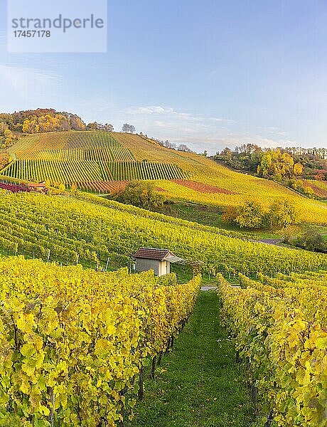 Weinberge im Herbst bei Korb im Remstal  Baden-Württemberg  Deutschland  Europa