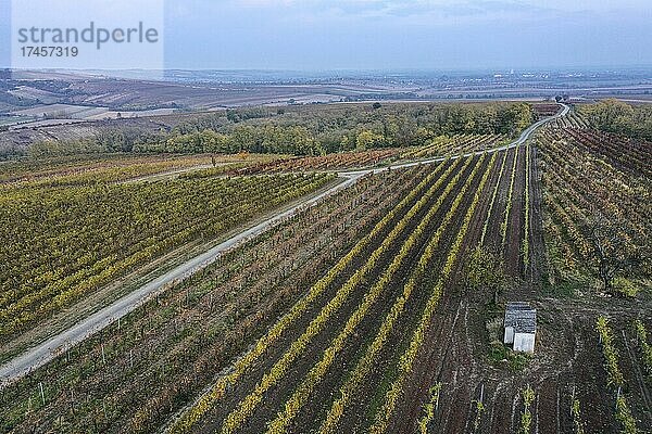 Luftaufnahme  Herbstliche Landschaft mit Weingärten  Pulkautal  Weinviertel  Niederösterreich  Österreich  Europa