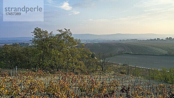 Herbstliche Landschaft mit Weingärten  Pulkautal  Weinviertel  Niederösterreich  Österreich  Europa