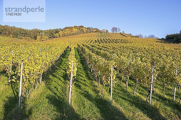 Weinberge im Herbst bei Korb im Remstal  Baden-Württemberg  Deutschland  Europa