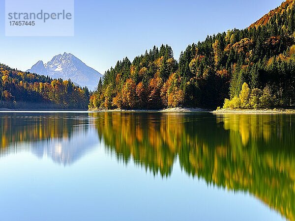 Watzmann und Herbstwald spiegeln sich im See  Wiestal  Hallein  Salzburg  Österreich  Europa