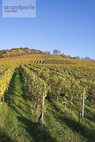 Weinberge im Herbst bei Korb im Remstal  Baden-Württemberg  Deutschland  Europa