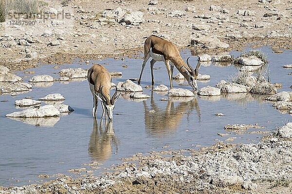 Springböcke (Antidorcas marsupialis) beim Trinken an einer Wasserstelle. Etosha-Nationalpark  Namibia  Afrika