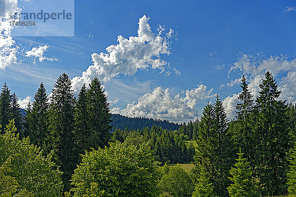 Landschaft  Wald  Wolken