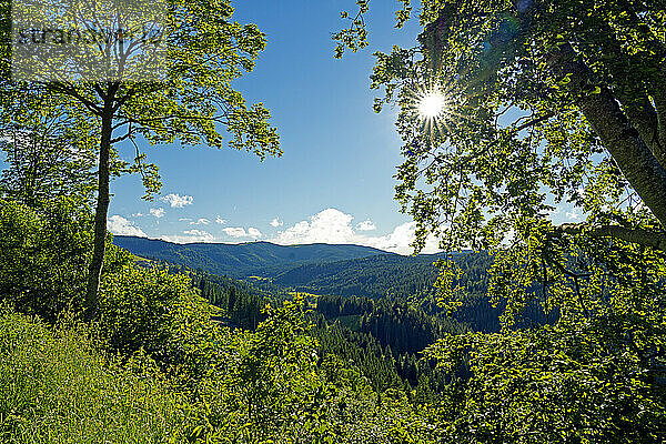 Landschaft  Berg  Feldberg