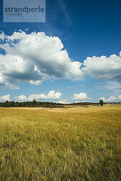 Blühende Heide und Wacholder  bei Niederhaverbeck  Naturpark Lüneburger Heide  Niedersachsen  Deutschland  Europa