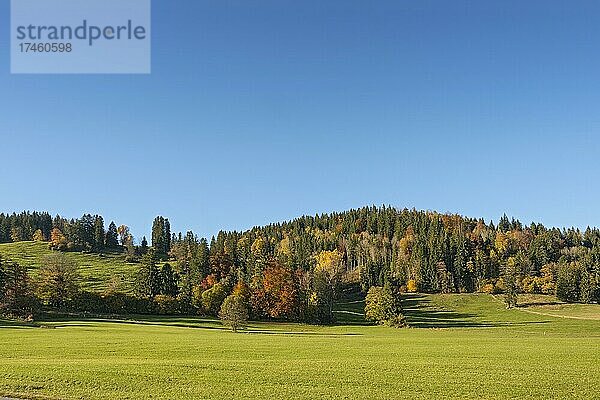 Herbstlicher Mischwald am Hopfensee  Allgäu  Bayern  Deutschland  Europa