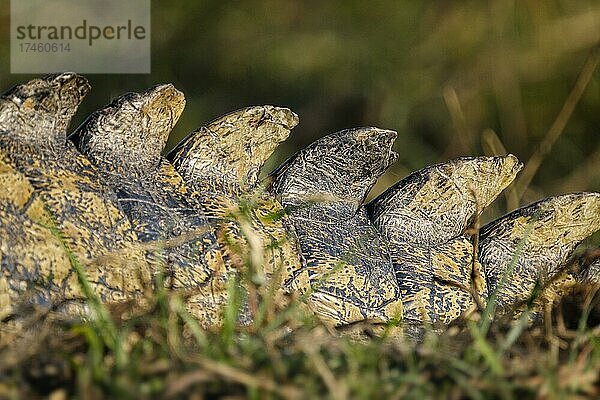Nilkrokodil (Crocodylus niloticus)  Nahaufnahme der Schuppen. Chobe National Park  Botswana  Afrika