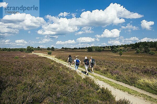 Blühende Heide und Wanderweg mit Wanderern  bei Niederhaverbeck  Naturpark Lüneburger Heide  Niedersachsen  Deutschland  Europa