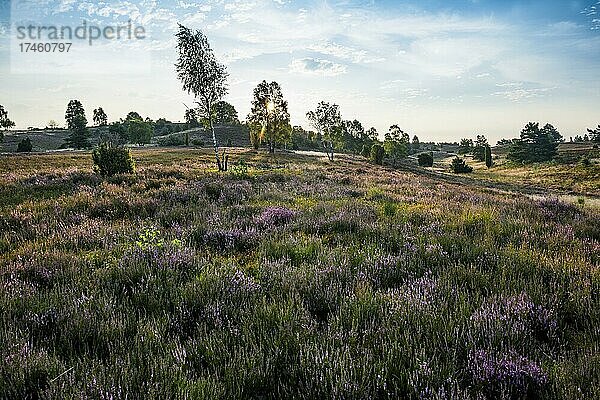 Blühende Heide und Wacholder  Sonnenaufgang  Wilseder Berg  Wilsede  Naturpark Lüneburger Heide  Niedersachsen  Deutschland  Europa