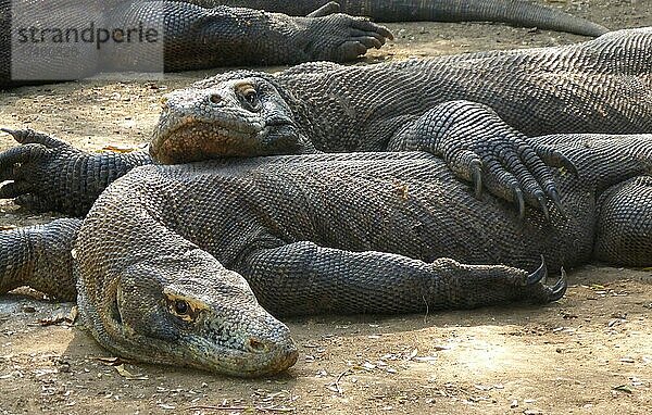 Freilebende junge Komodowarane (Varanus komodoensis) liegen im Halbschlaf friedlich zusammen  Insel Rinca  Komodo  Indonesien  Asien