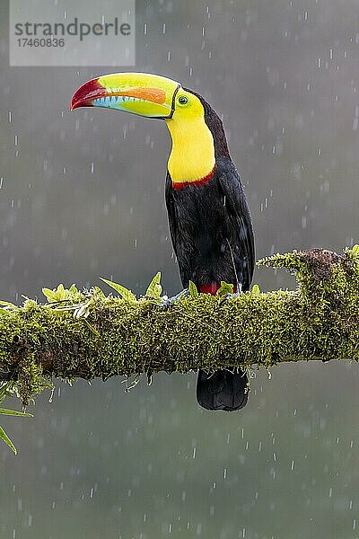 Fischertukan auch Regenbogentukan (Ramphastos sulfuratus) genannt im Regen  Boca Tapada  Costa Rica  Mittelamerika