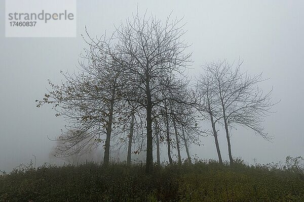 Kahle Bäume im Herbst  Nebel  Baden-Württemberg  Deutschland  Europa