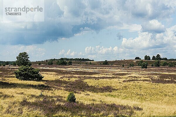 Blühende Heide  bei Niederhaverbeck  Naturpark Lüneburger Heide  Niedersachsen  Deutschland  Europa