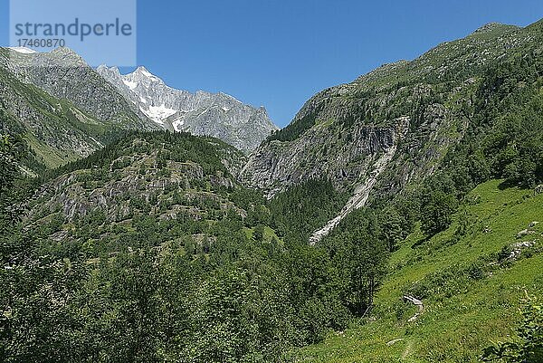 Landschaft mit dem Wannenhorn vom Wanderweg zwischen Bellwald und Aspi-Titter Hängebrücke  Fieschertal  Wallis  Schweiz  Europa