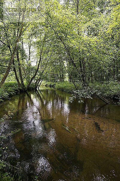 Kleiner Fluss im Wald  Örtze  Müden an der Örtze  Südheide  Naturpark Lüneburger Heide  Niedersachsen  Deutschland  Europa