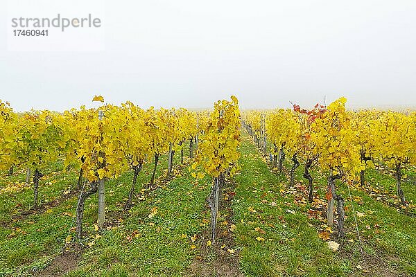 Weinberg im Nebel  Herbst  Baden-Württemberg  Deutschland  Europa